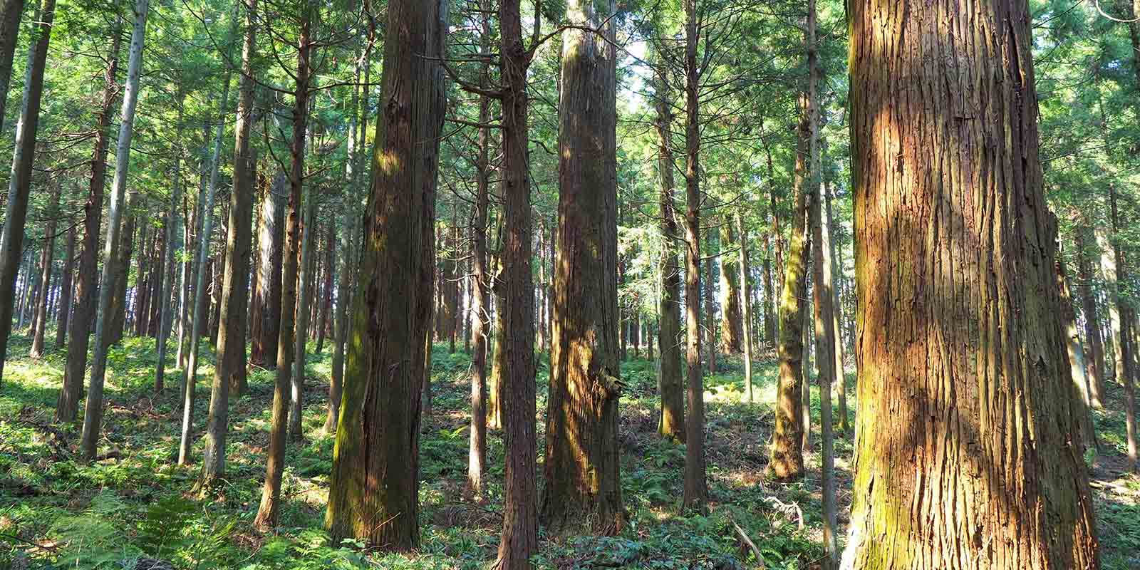 森林にある杉の様子